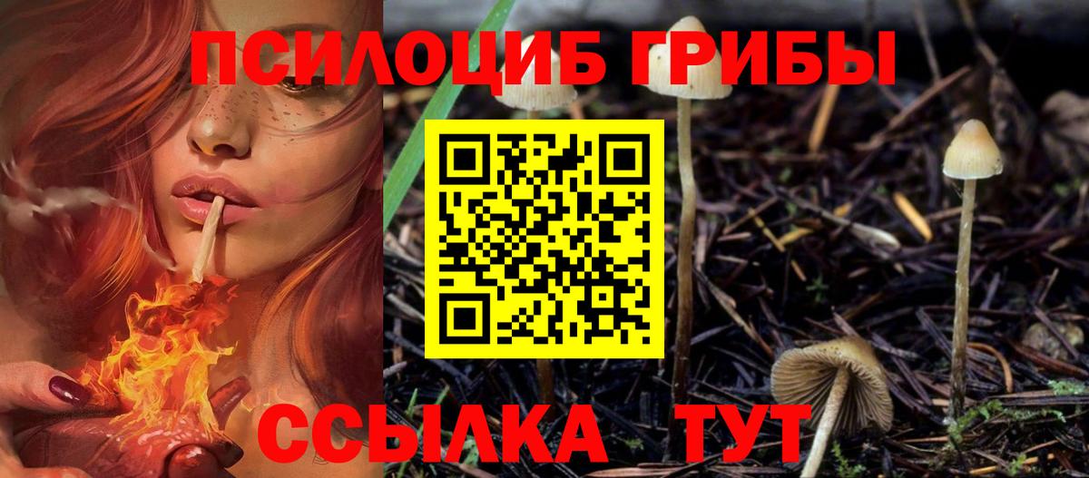 Псилоцибиновые грибы Psilocybe Жуковский